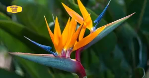 Close-up of a vibrant Bird of Paradise flower with orange petals and blue accents, symbolizing beauty and uniqueness, representing English Class CDMX